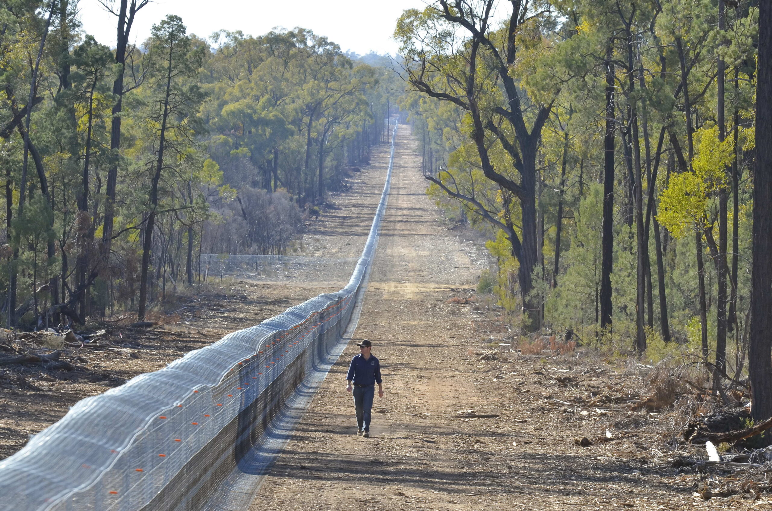 The Pilliga’s most wanted animal Australian Geographic