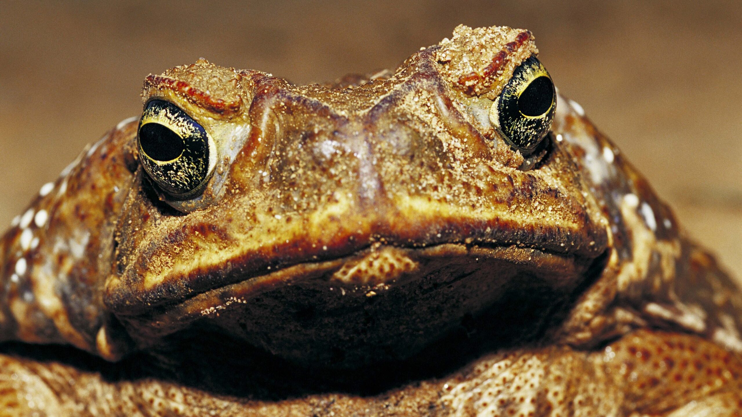 a cane toad