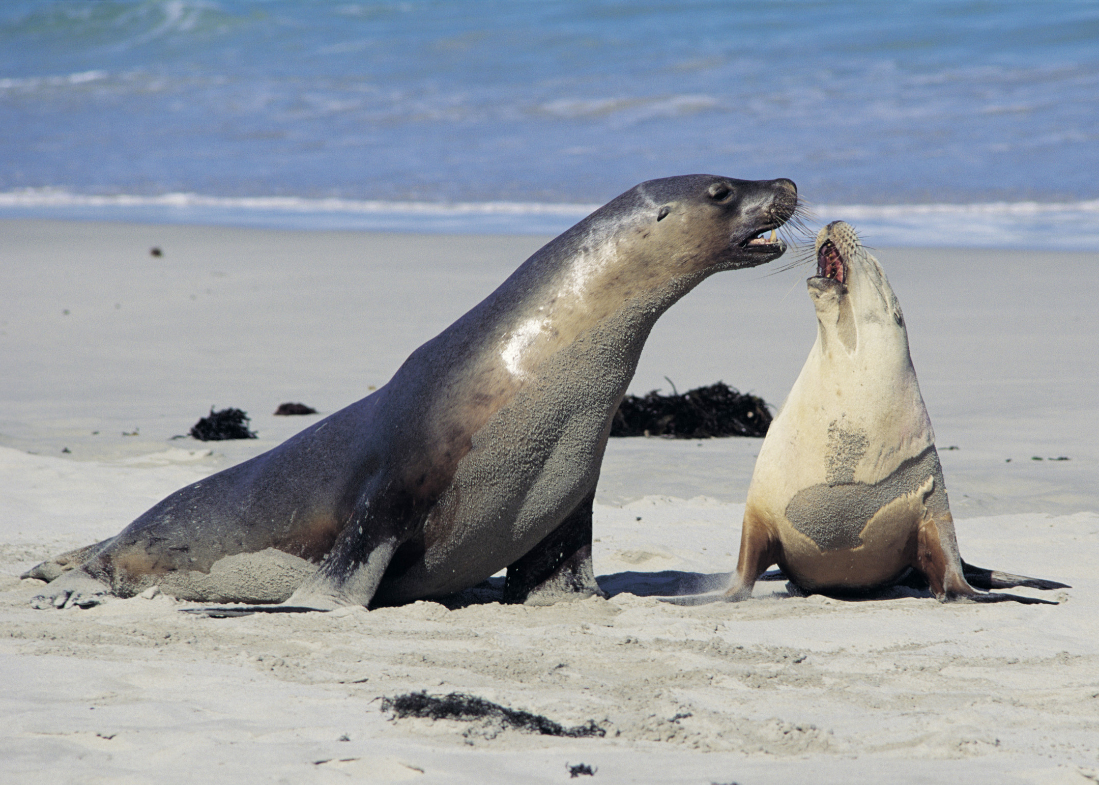 Fact File: Australian fur seal (Arctocephalus pusillus doriferus ...