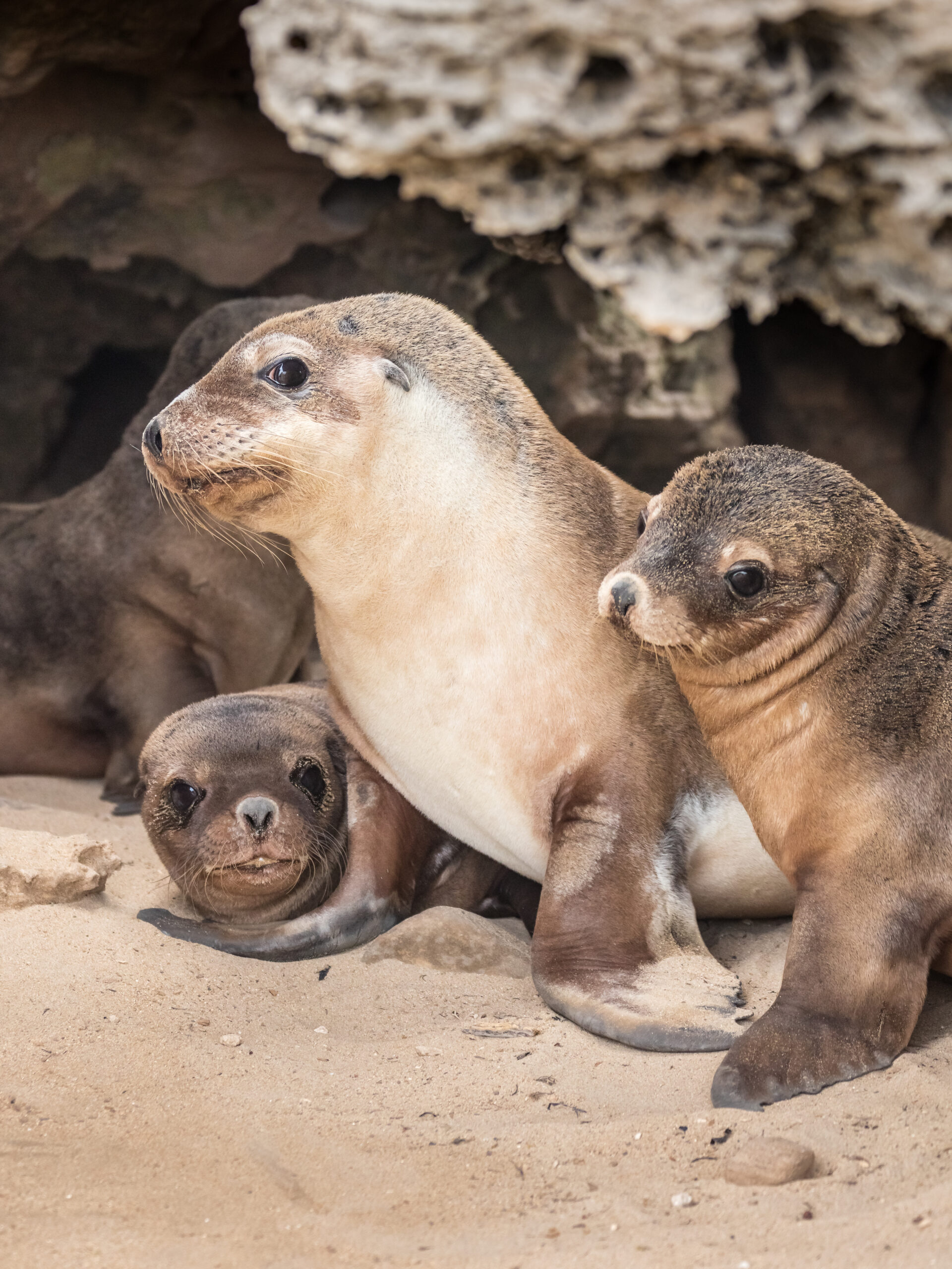 Fact File: Australian sea lion (Neophoca cinerea) - Australian Geographic