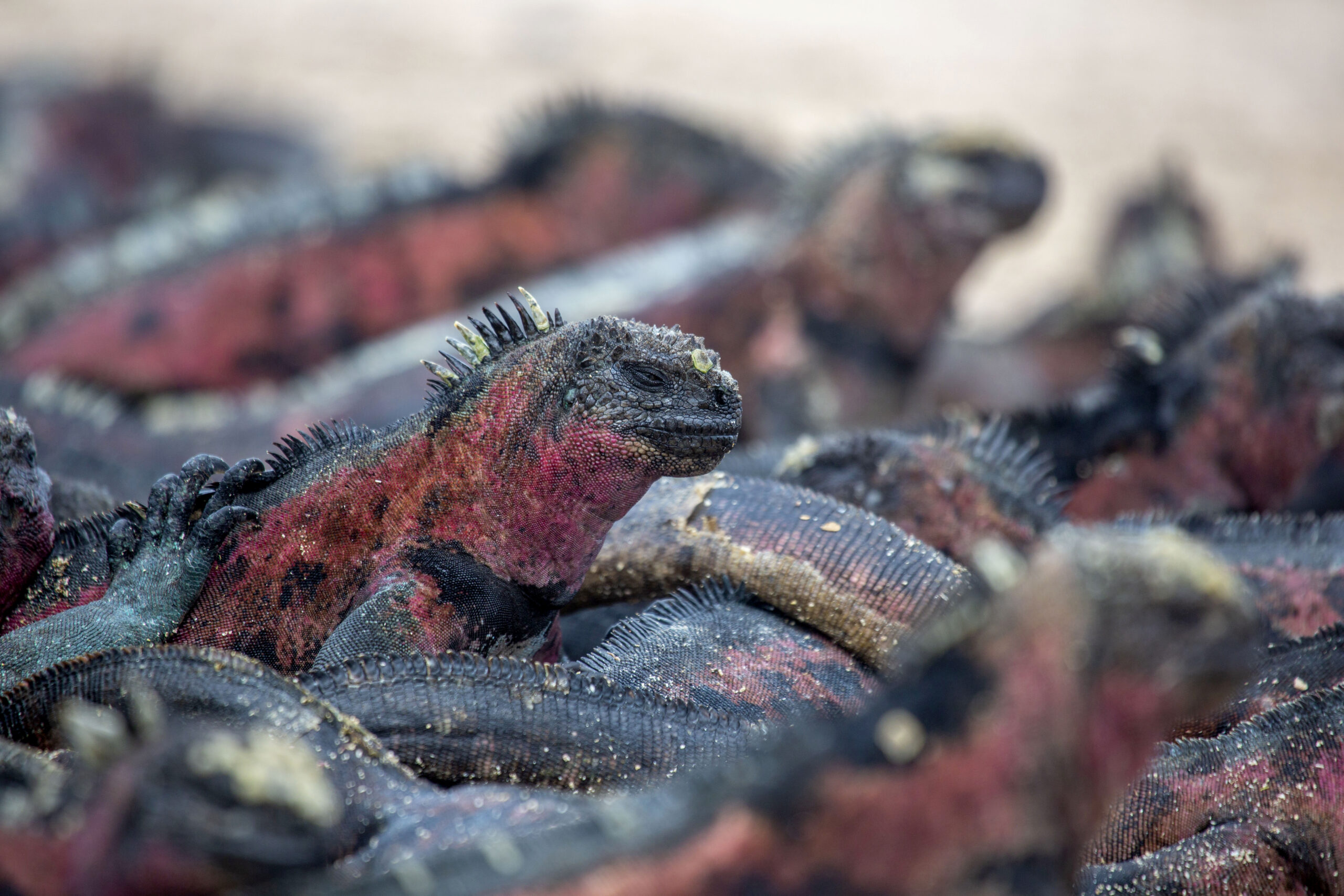 Australian Geographic