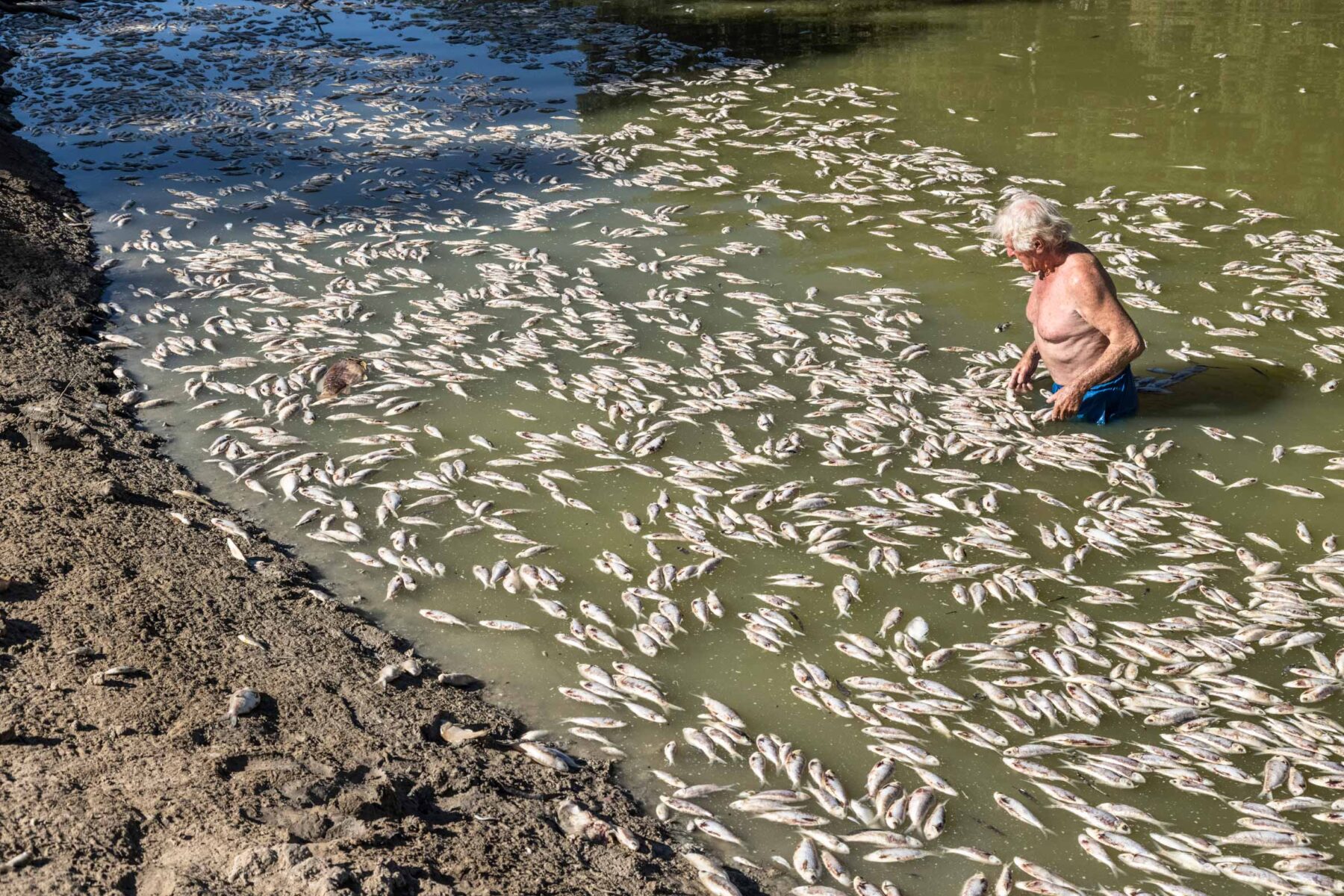 Menindee fish kill Australian Geographic