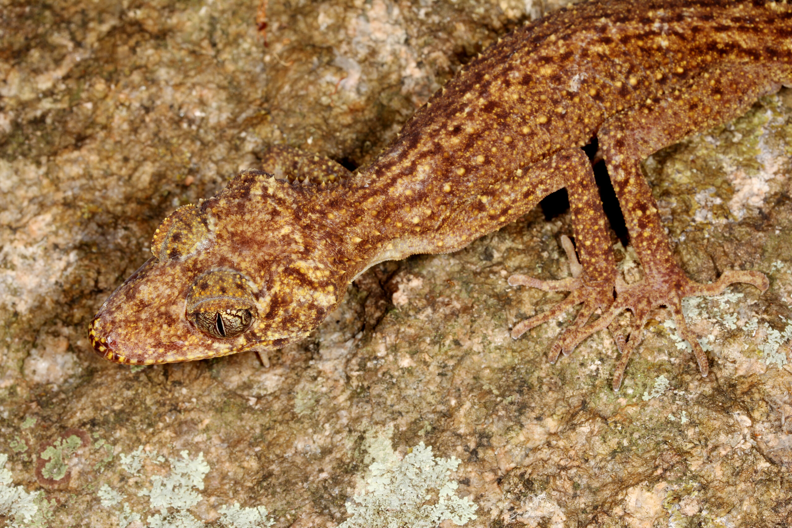 Master of camouflage: new gecko species found living among rocks on remote Queensland island - Australian Geographic