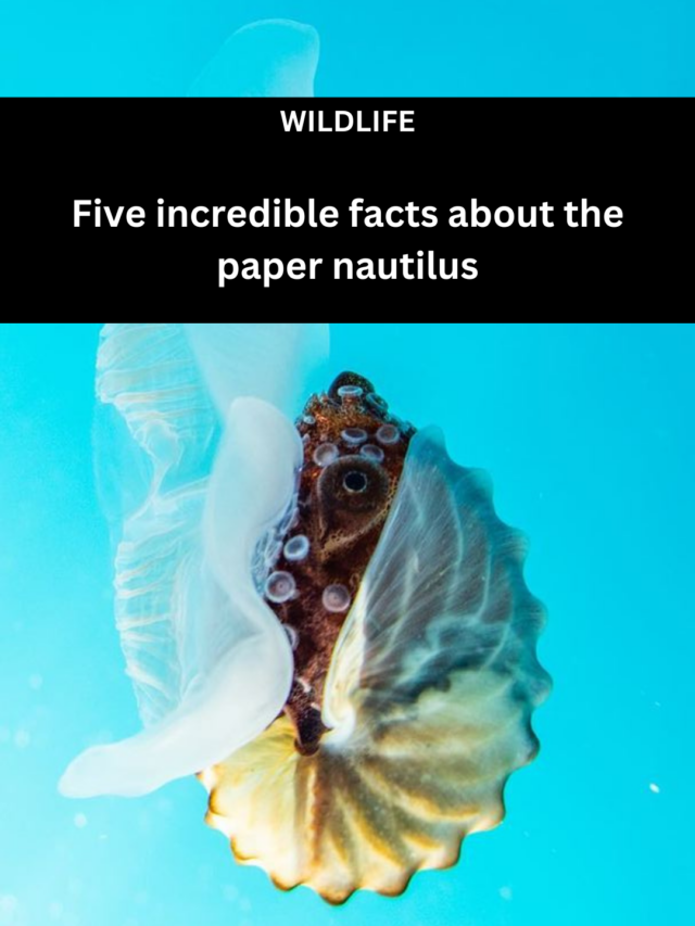 Image for article: Five incredible facts about the paper nautilus