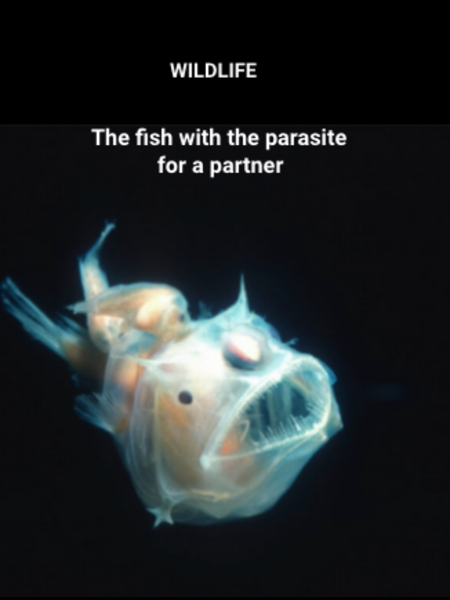 Image for article: Fish with parasite partner