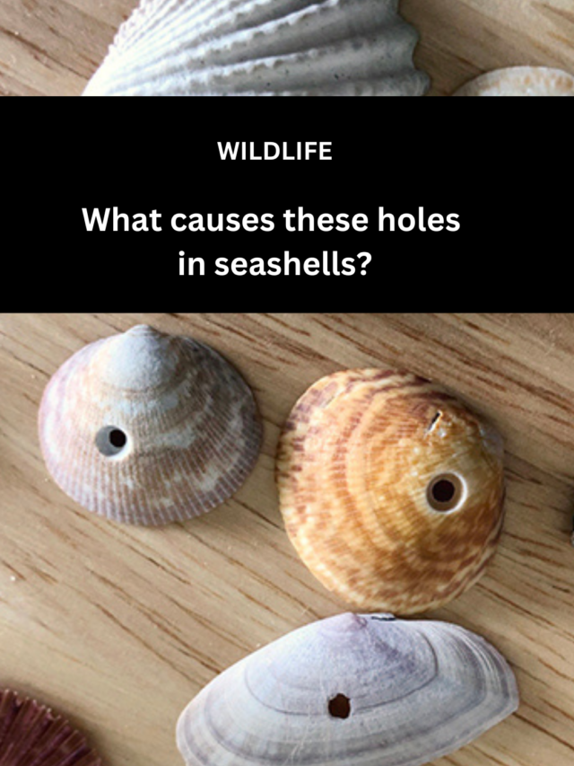 Image for article: What causes these holes in seashells?