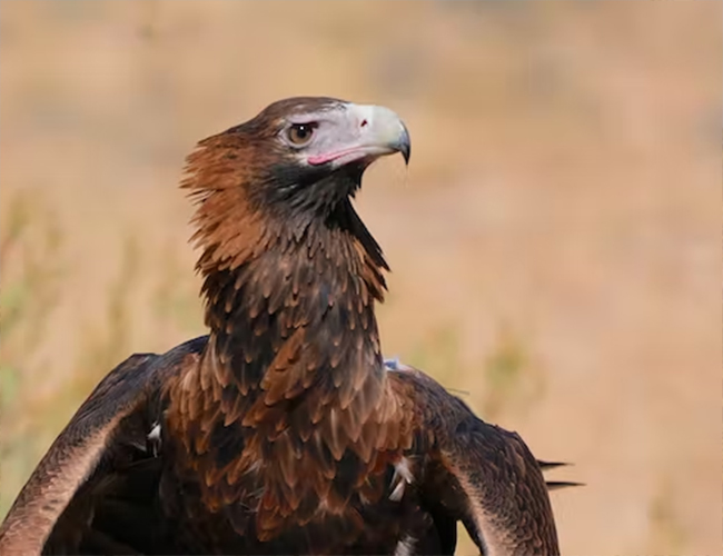 Golden eagles are among the birds of prey which have a new home in Wales -  Wales Online