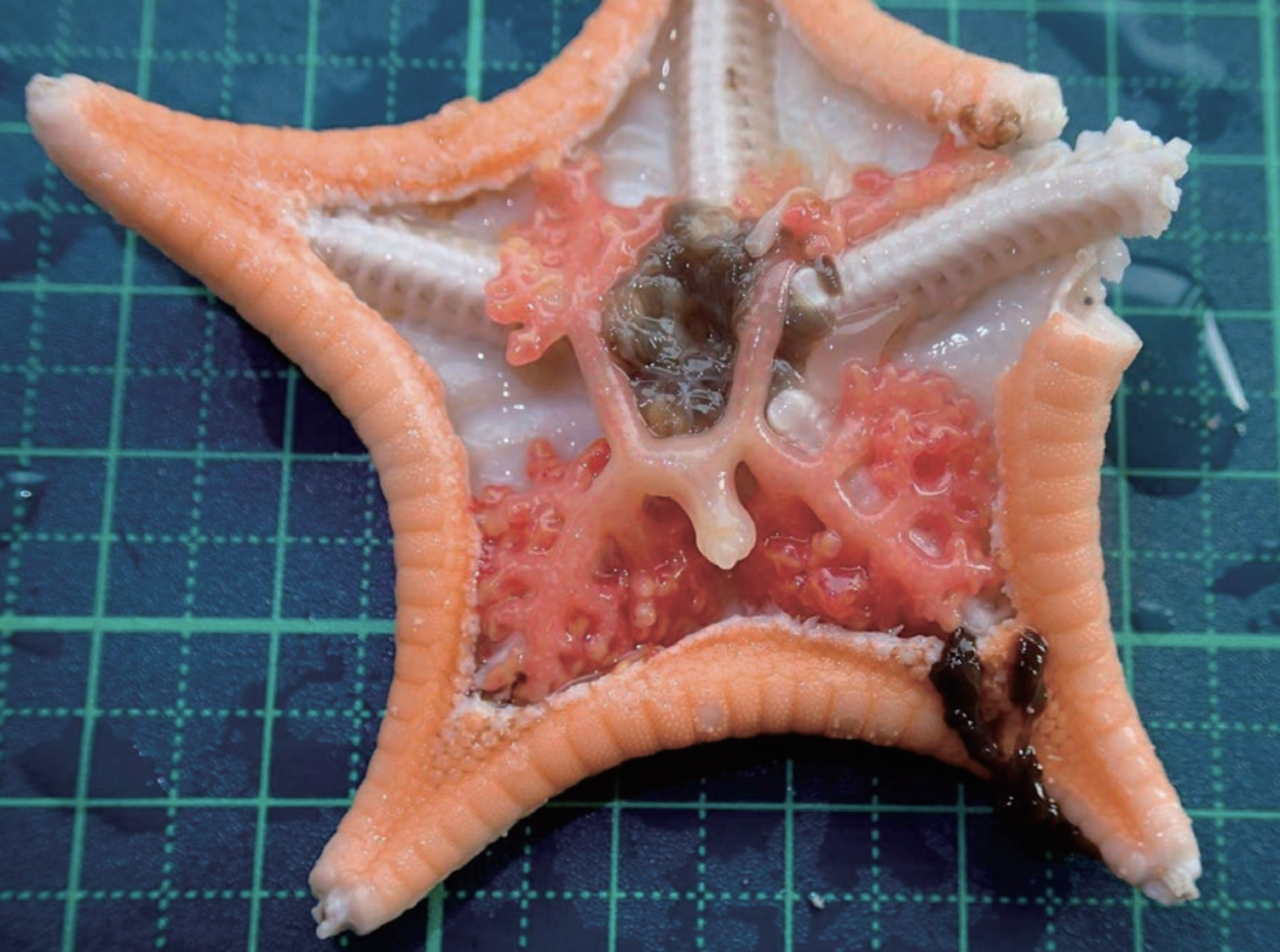 Половое размножение морской звезды. Мешкогрудый дендрогастер. Морская звезда. Шестиконечная морская звезда. Рот морской звезды.