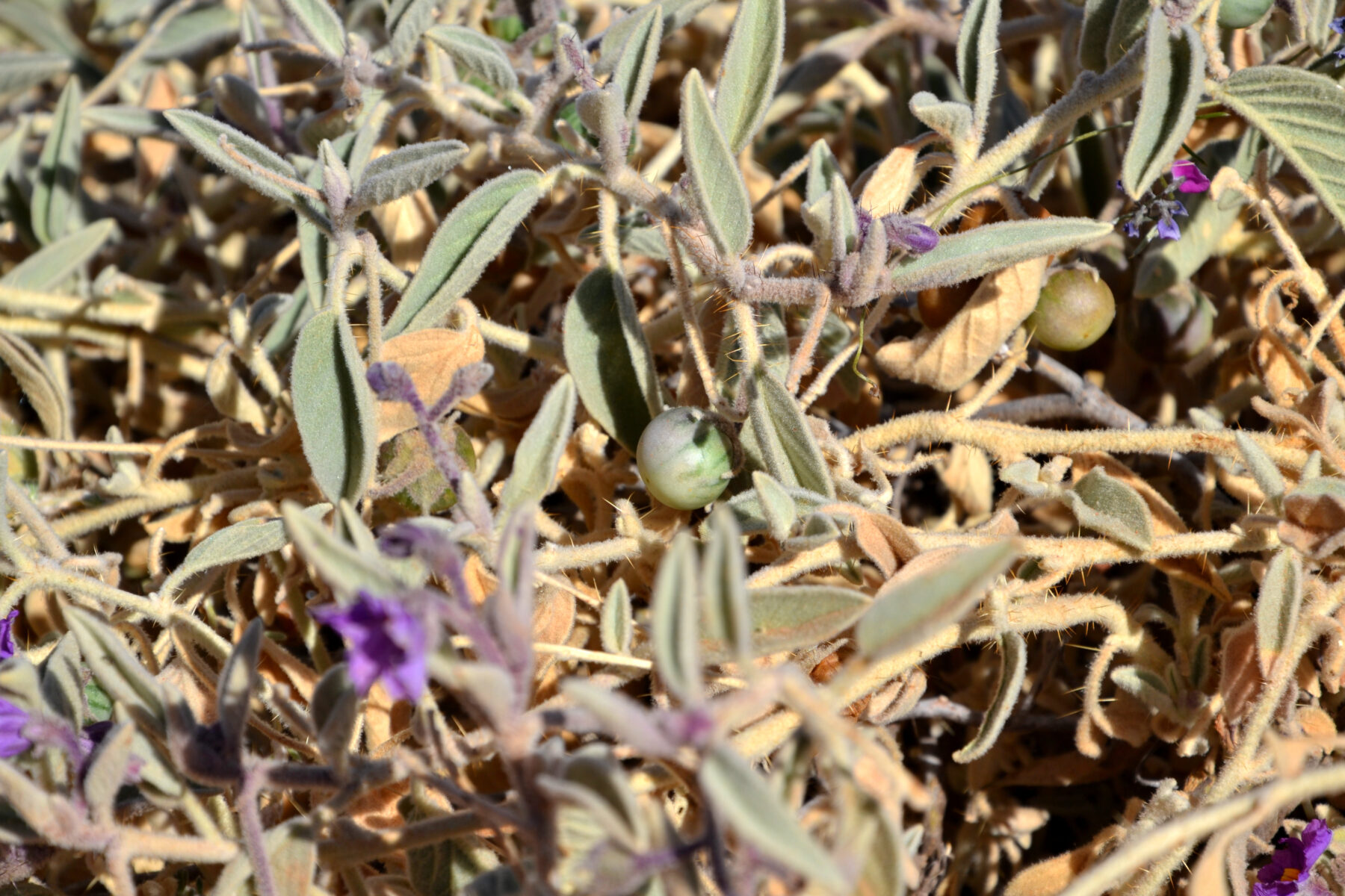 Australia Solanum Bush Tomato, aka Kutjera – Desert Raisins