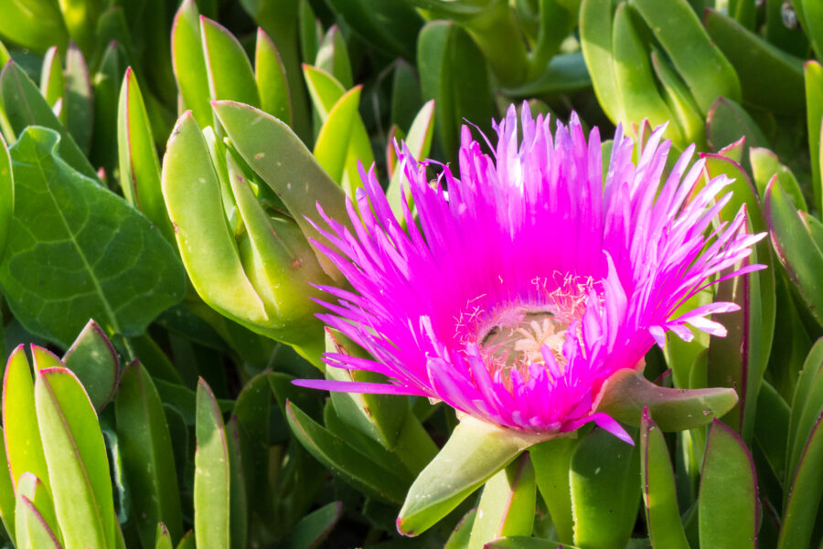Carpobrotus rossii - pigface