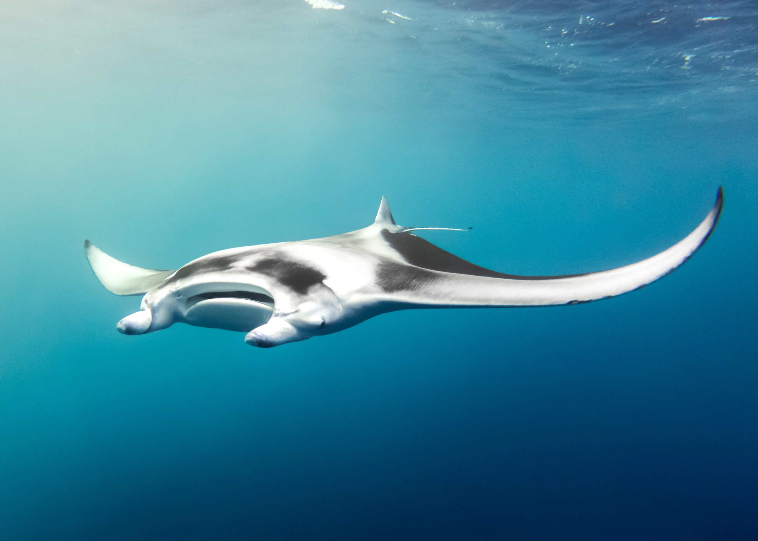 Scientists Are Learning Fascinating Things About The Manta Rays In