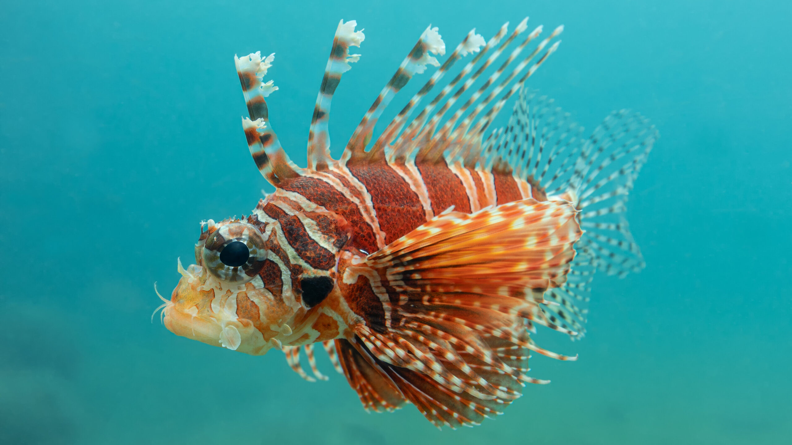 A juvenile common lionfish