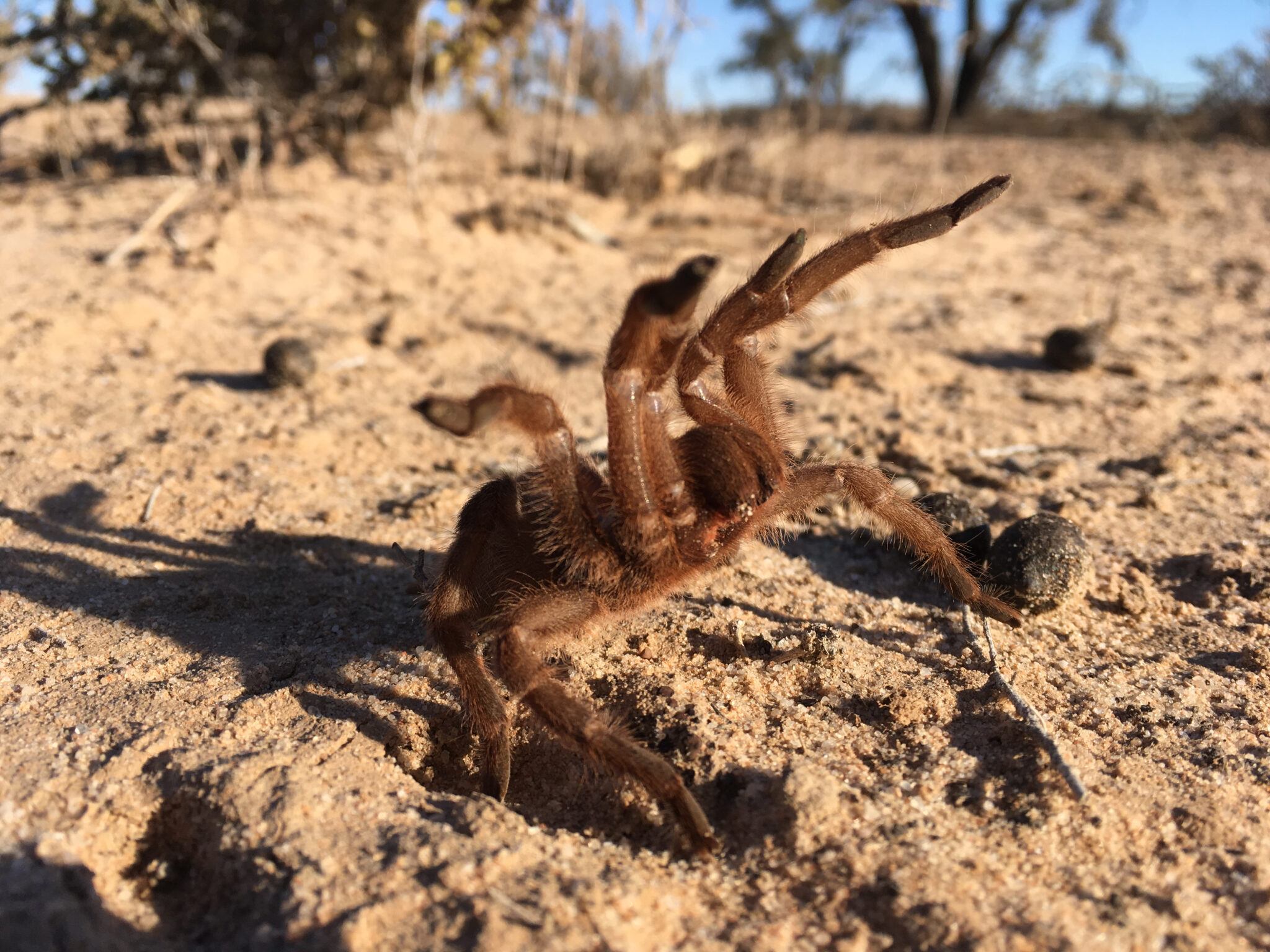 Fact File Australian tarantula Australian Geographic