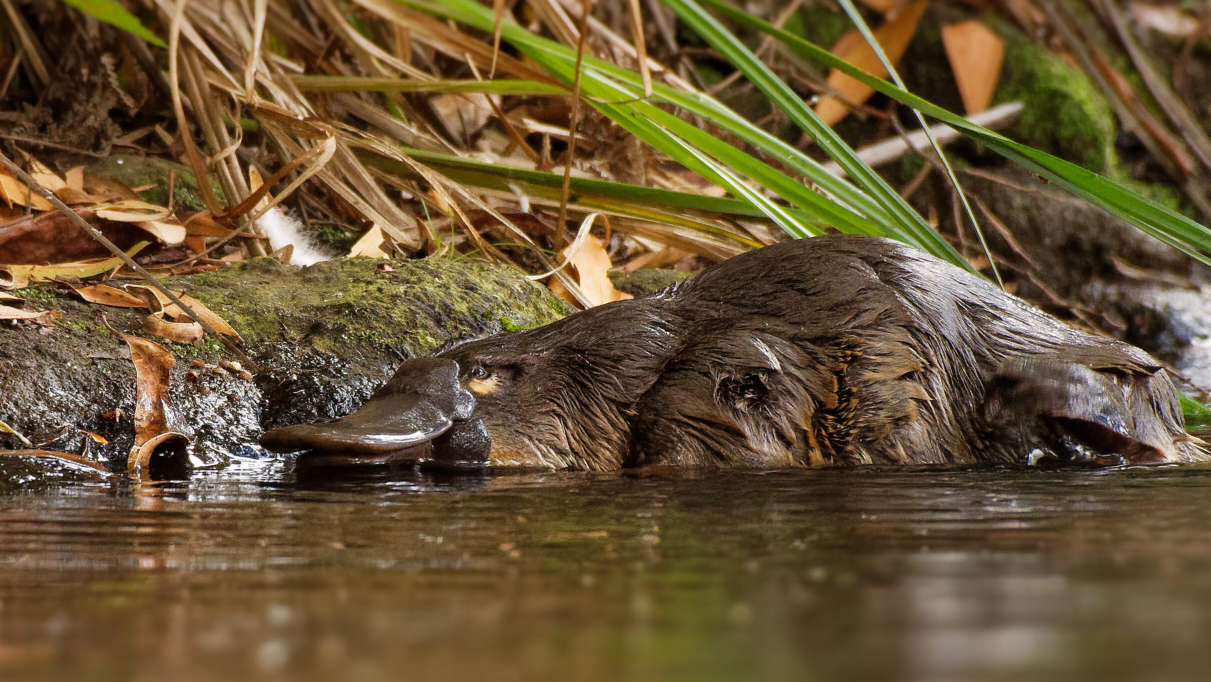Platypus Stinger