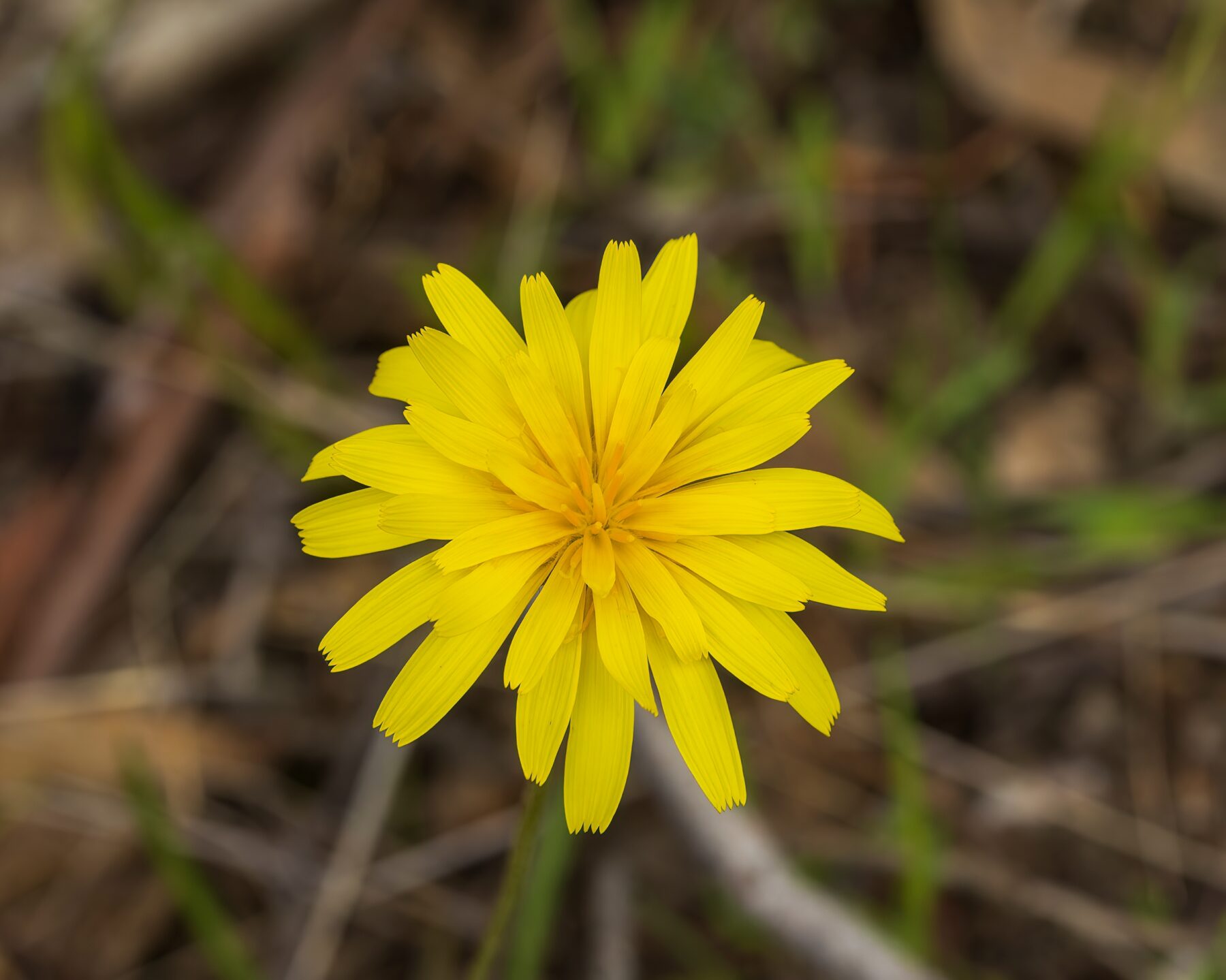Yam daisy flower