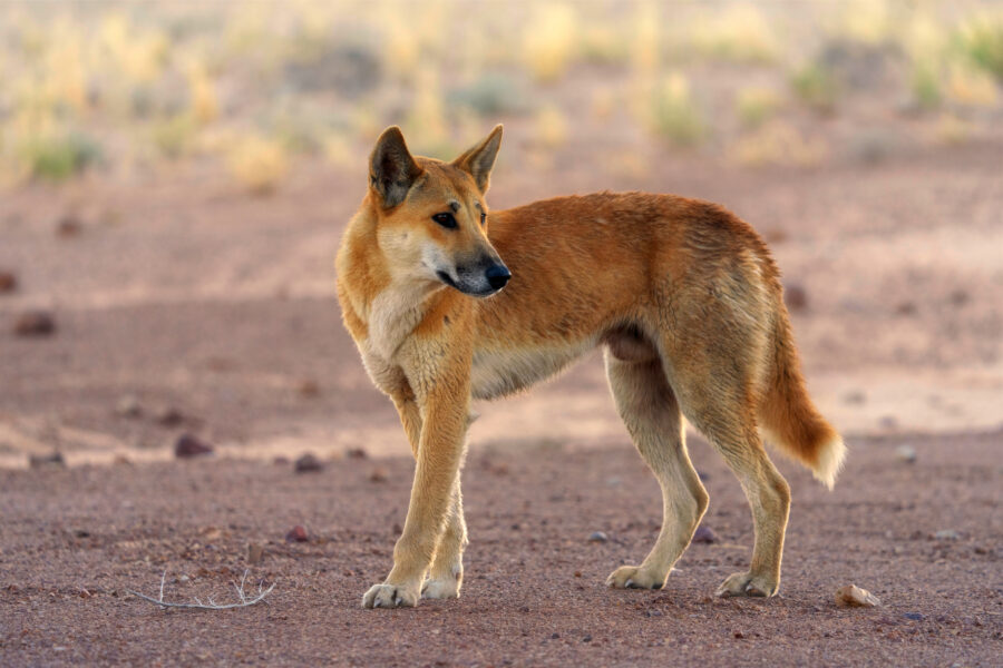 Dingo  National Geographic