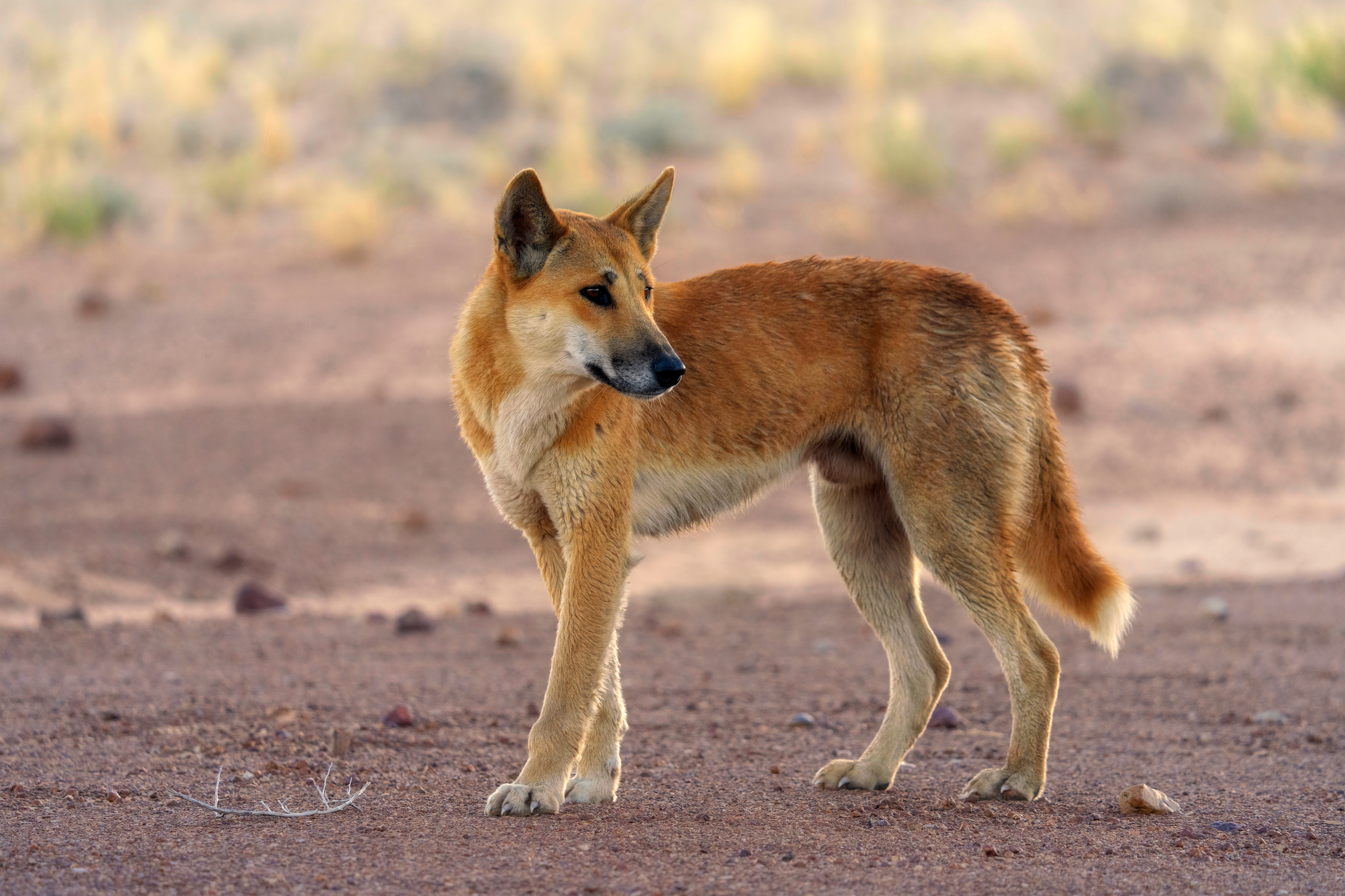 From dingos to Tasmanian devils - rewilding native carnivores could be a powerful conservation tool - Australian Geographic From dingos to Tasmanian devils - rewilding native carnivores could be a powerful conservation tool - Australian Geographic