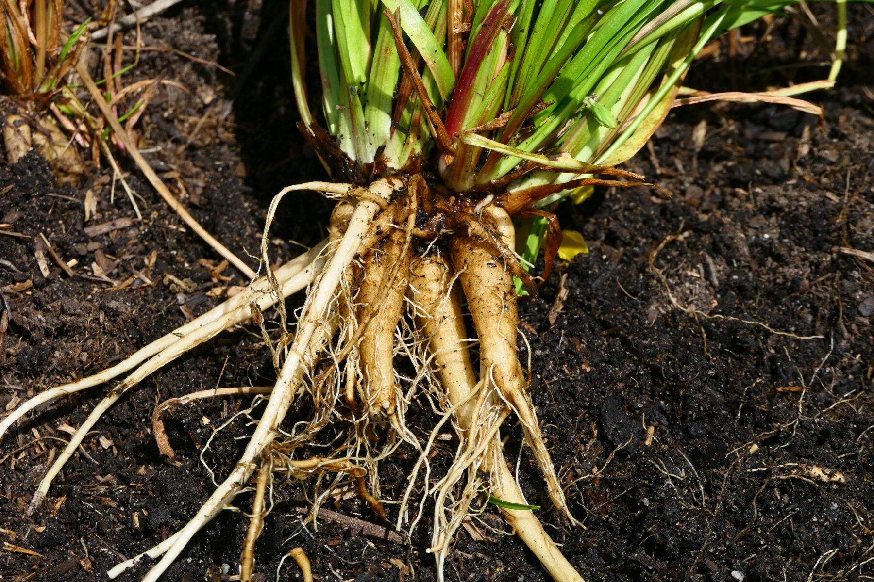 Yam daisy tubers