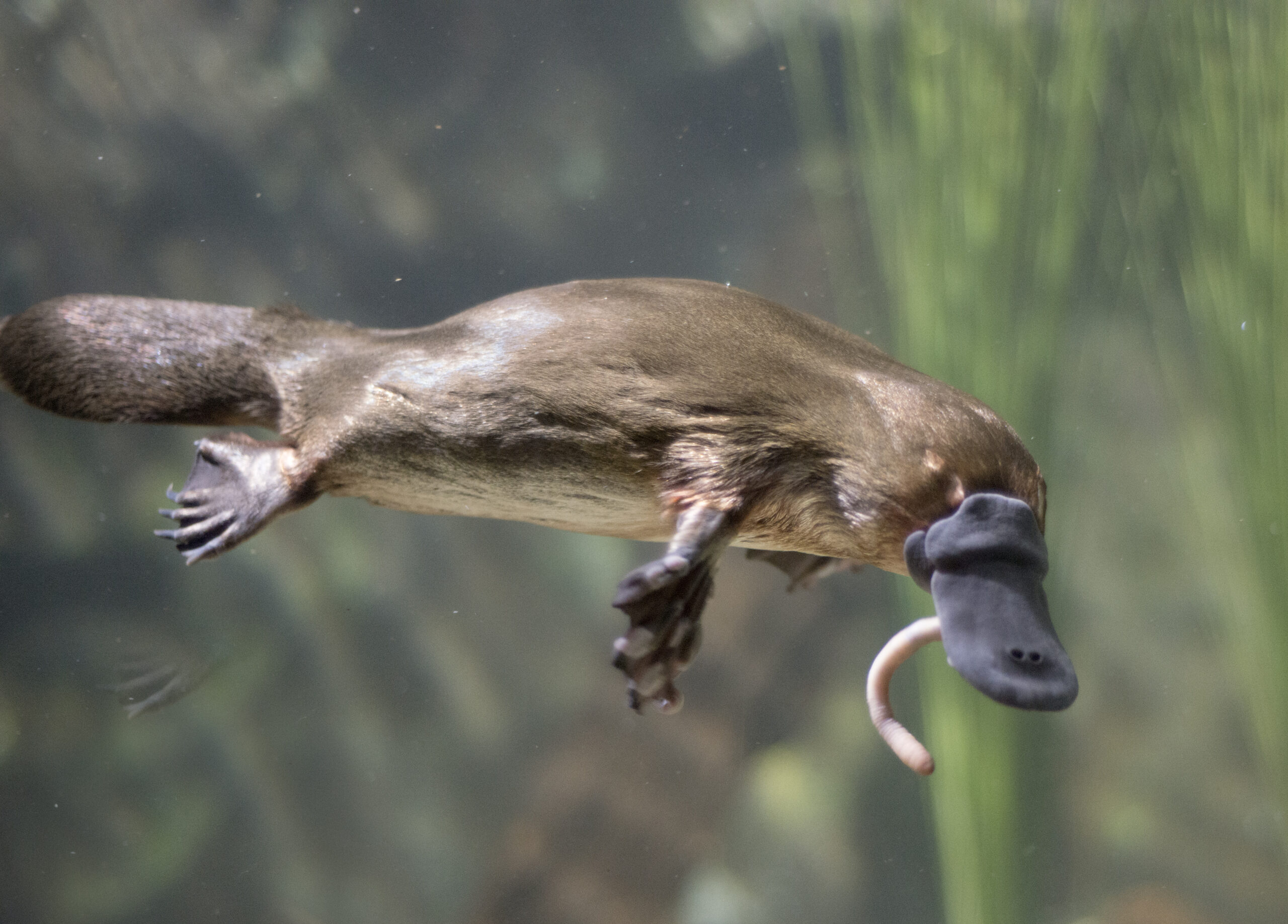 Fact File: Platypus (Ornithorhynchus anatinus) - Australian Geographic