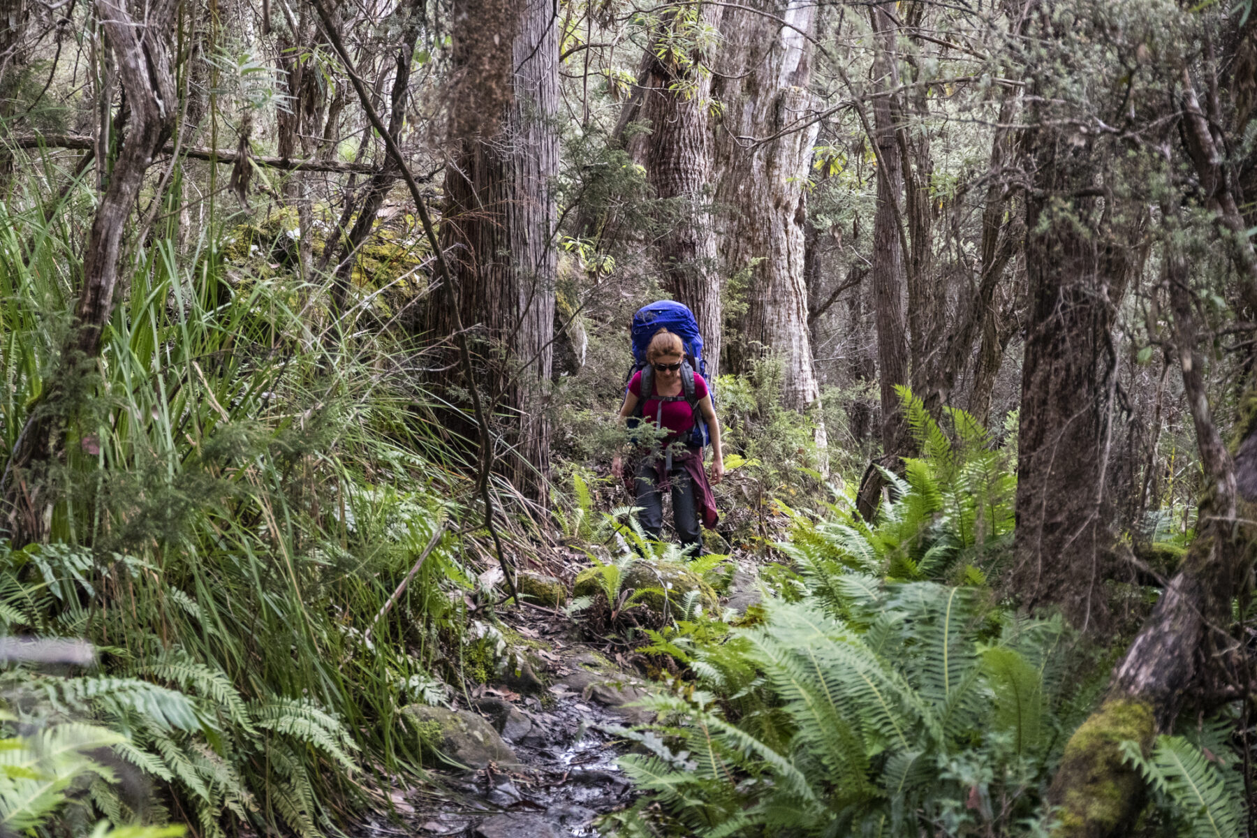 Hiker on a path through dense forest