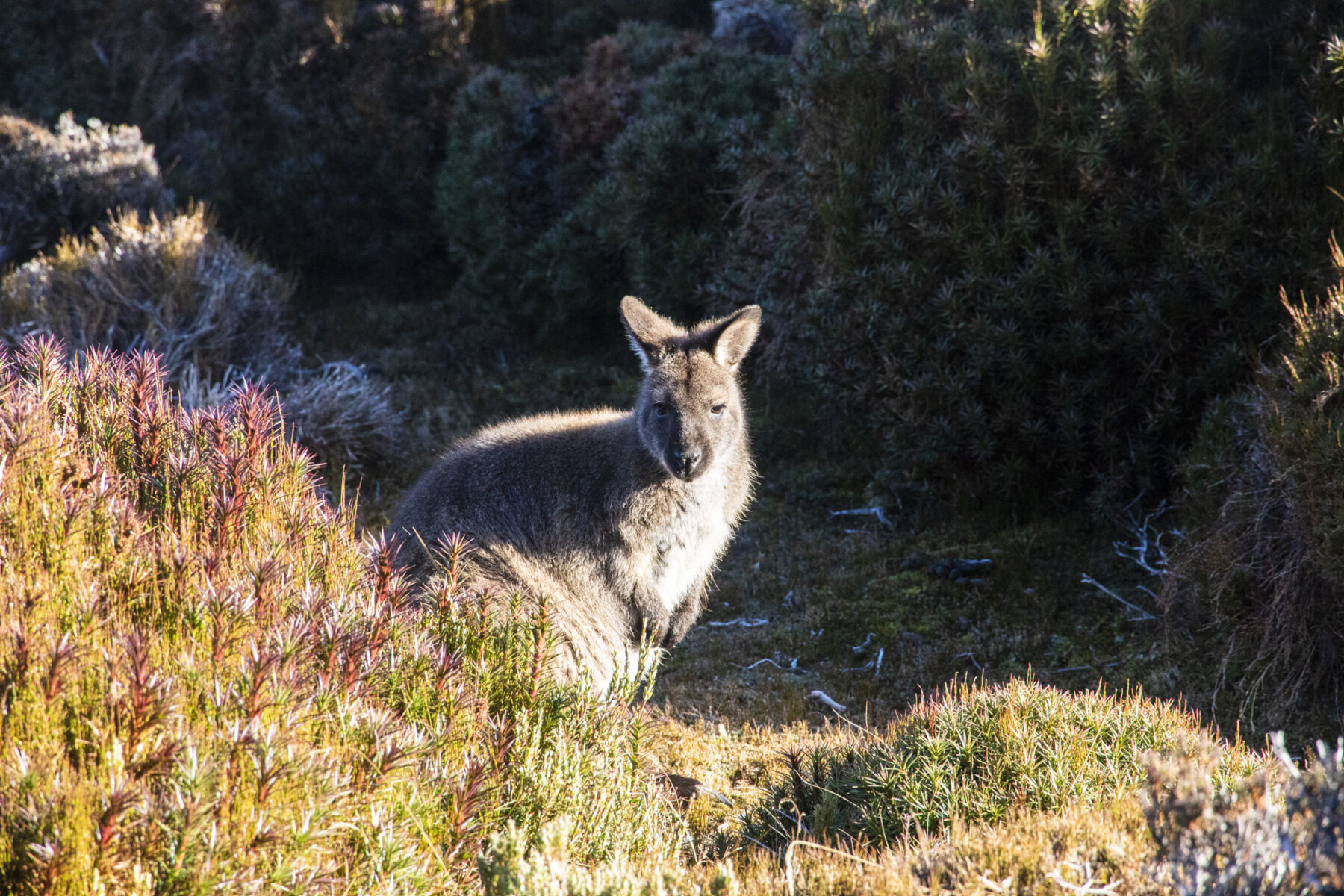 Wildlife spotting in TAS