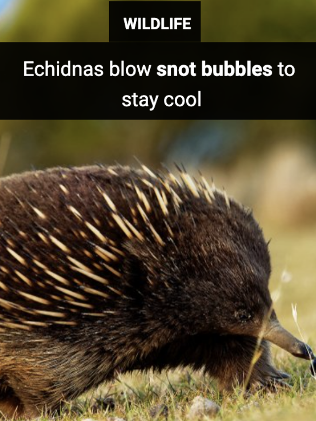 Image for article: Echidnas blow snot bubbles to stay cool