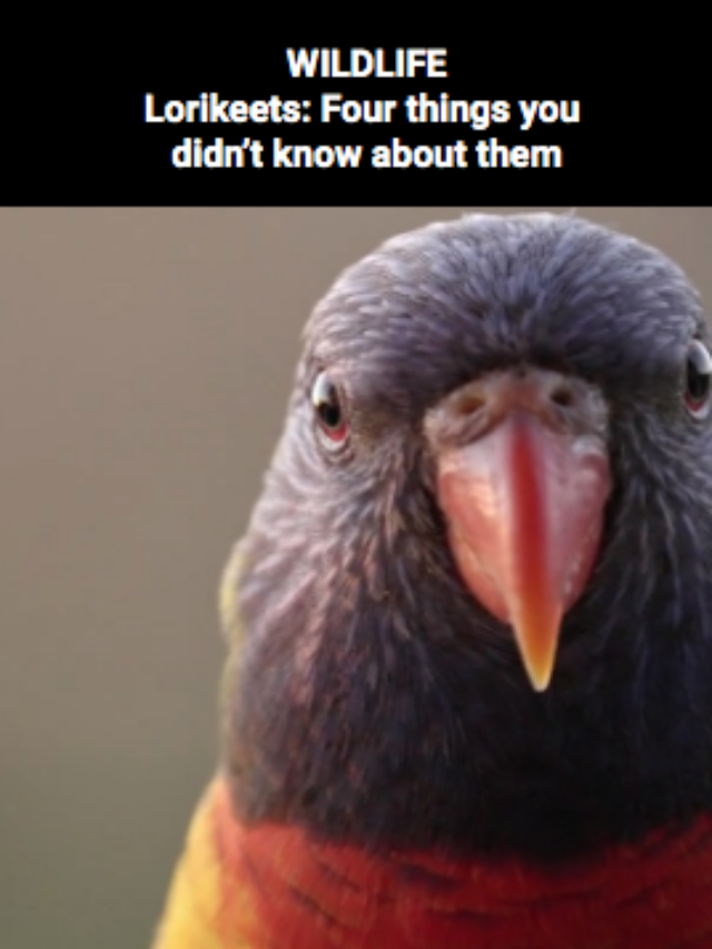 Image for article: Lorikeets: Four things you didn’t know about them