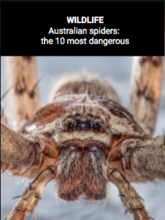 Image for article: Australian spiders: the 10 most dangerous