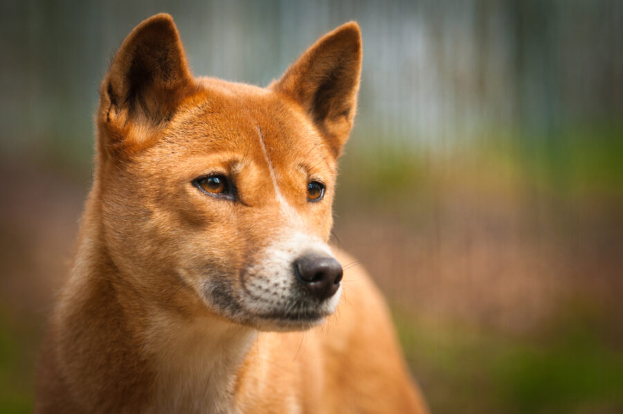 Dingo  National Geographic