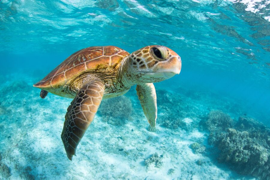 Green sea turtle swimming through the crystal clear lagoon at Lady Elliot Island on the Great Barrier Reef in Queensland Australia