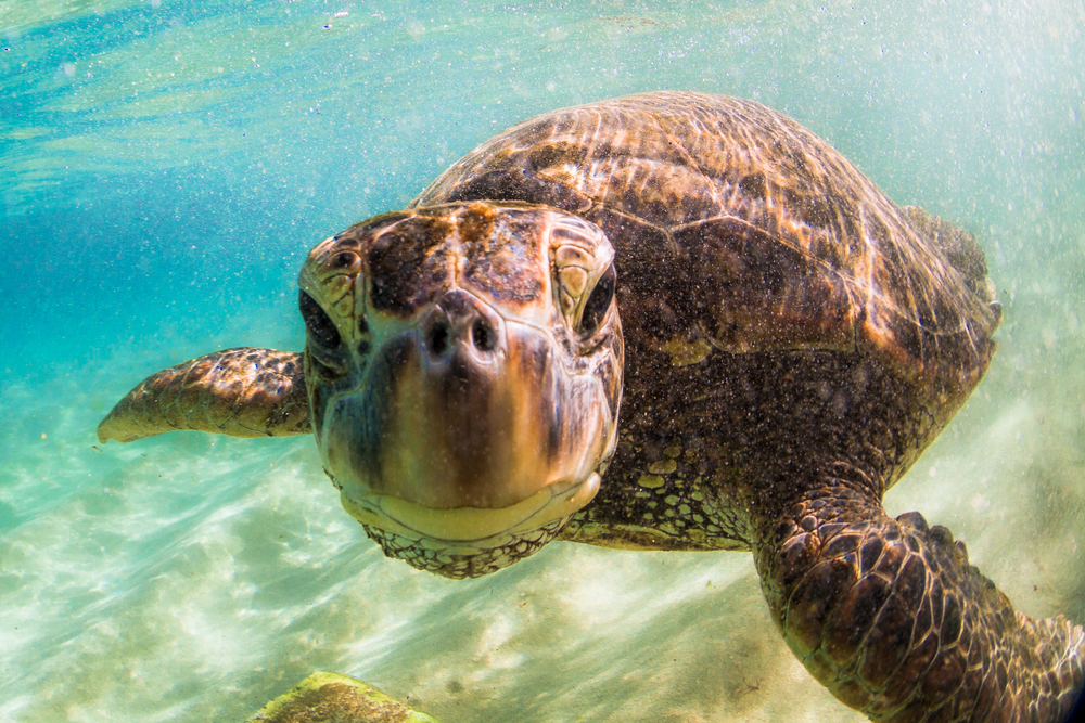 15 fabulous facts about sea turtles Australian Geographic