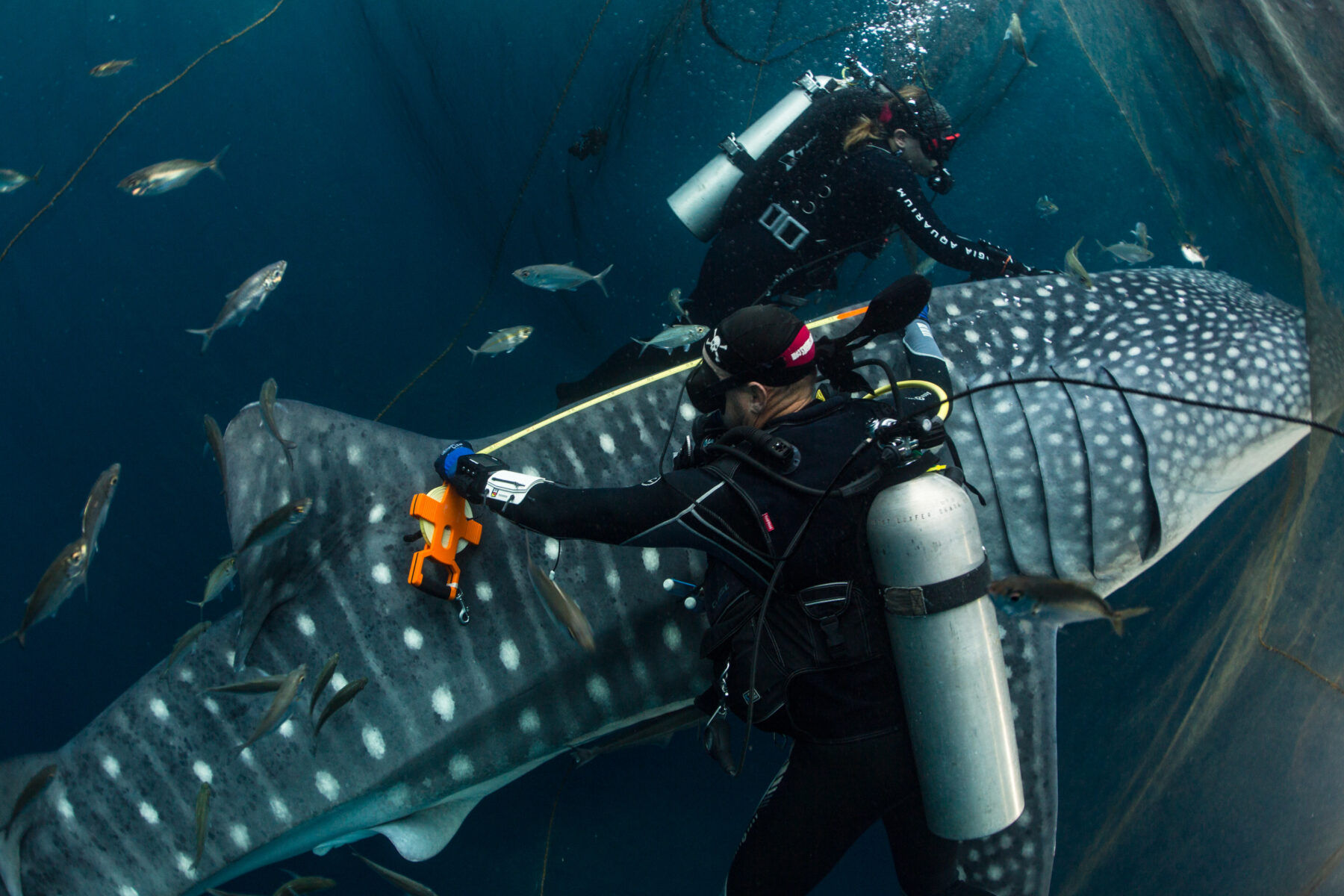 Whale shark measuring and tagging, Cenderawasih Bay, Indonesia