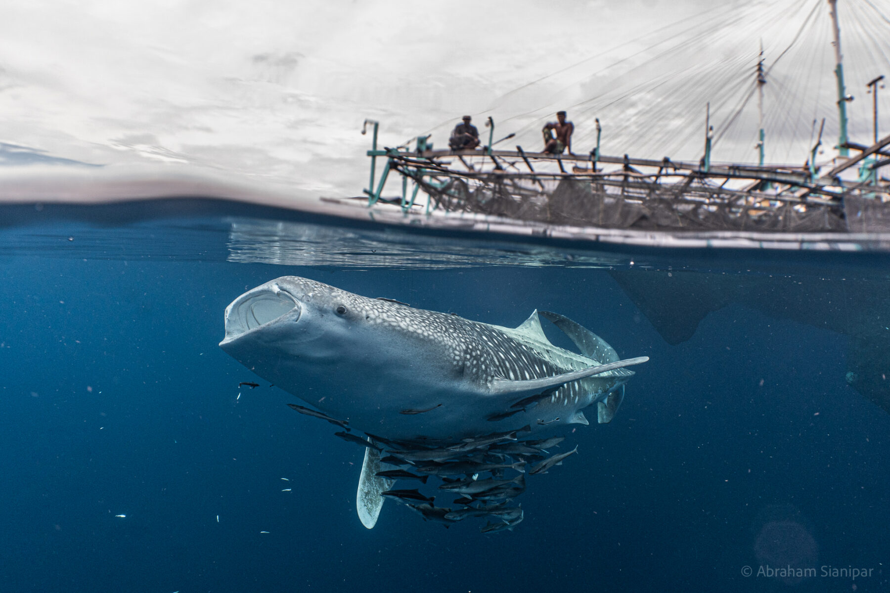 Where the whale sharks are: New research reveals secrets of