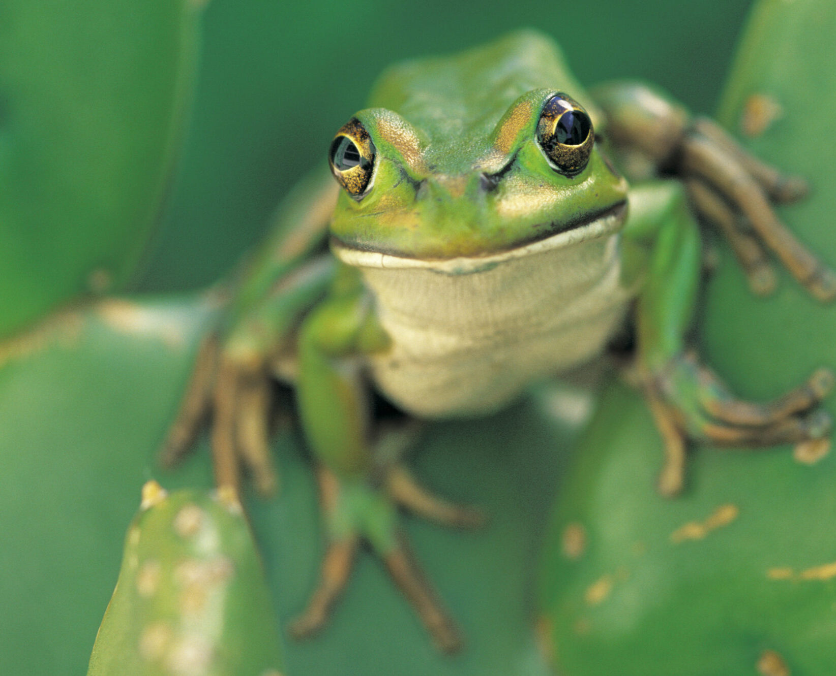 Are pesticides to blame for recent mass deaths of frogs?