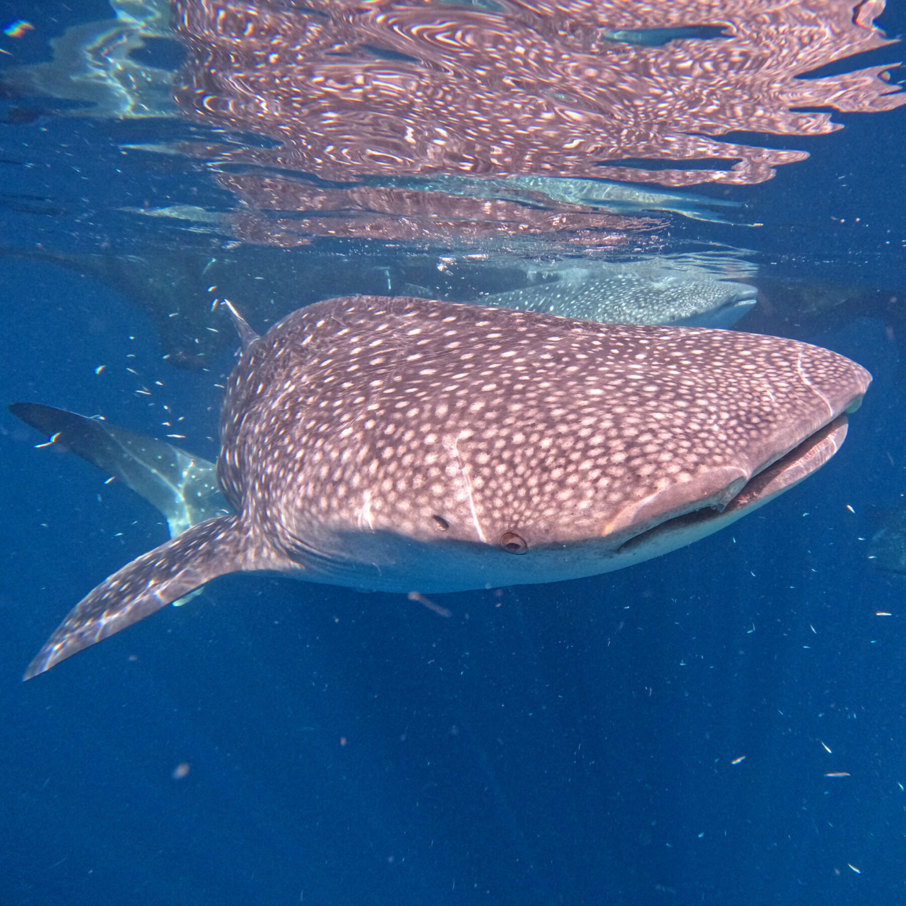 Where the whale sharks are: New research reveals secrets of world's biggest  fish - Australian Geographic