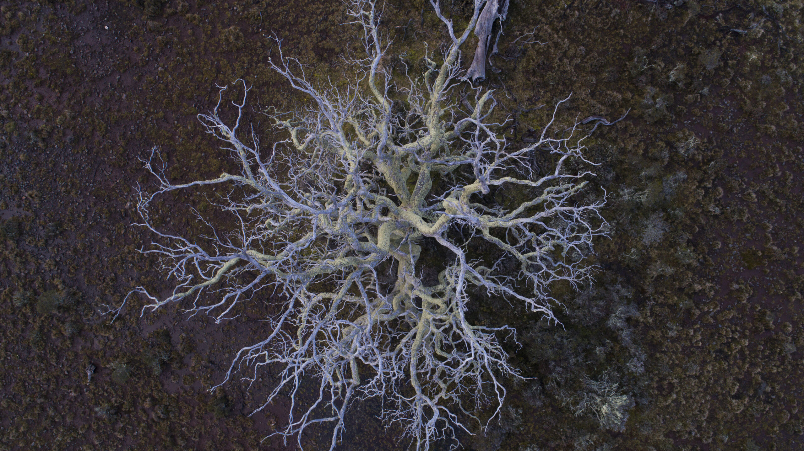 The trees that wept cider