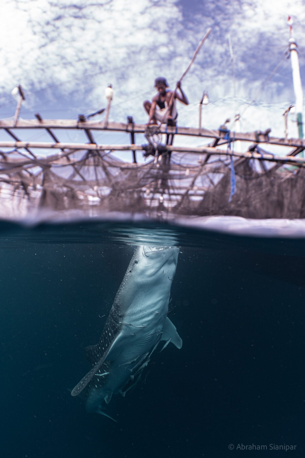 Whale shark feeding under bagan platforms in Cenderawasih Bay, Indonesia