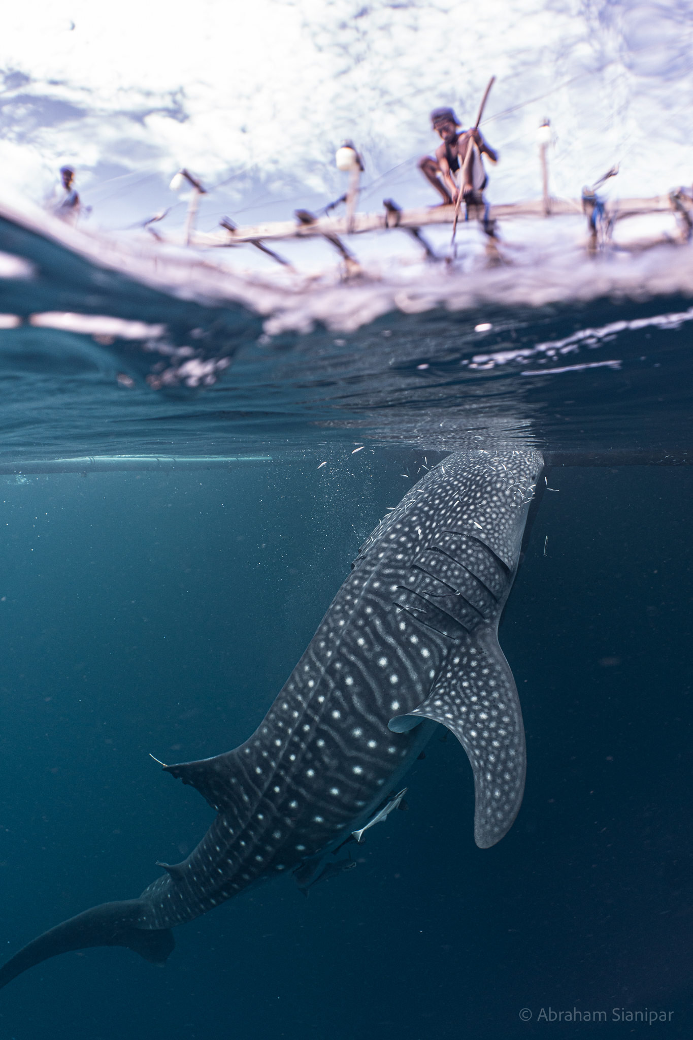 Here’s what we don’t know about whale sharks