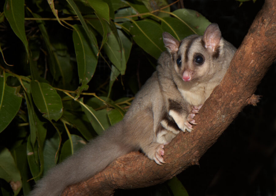 This super-rare giant glider has a voice like a lawnmower