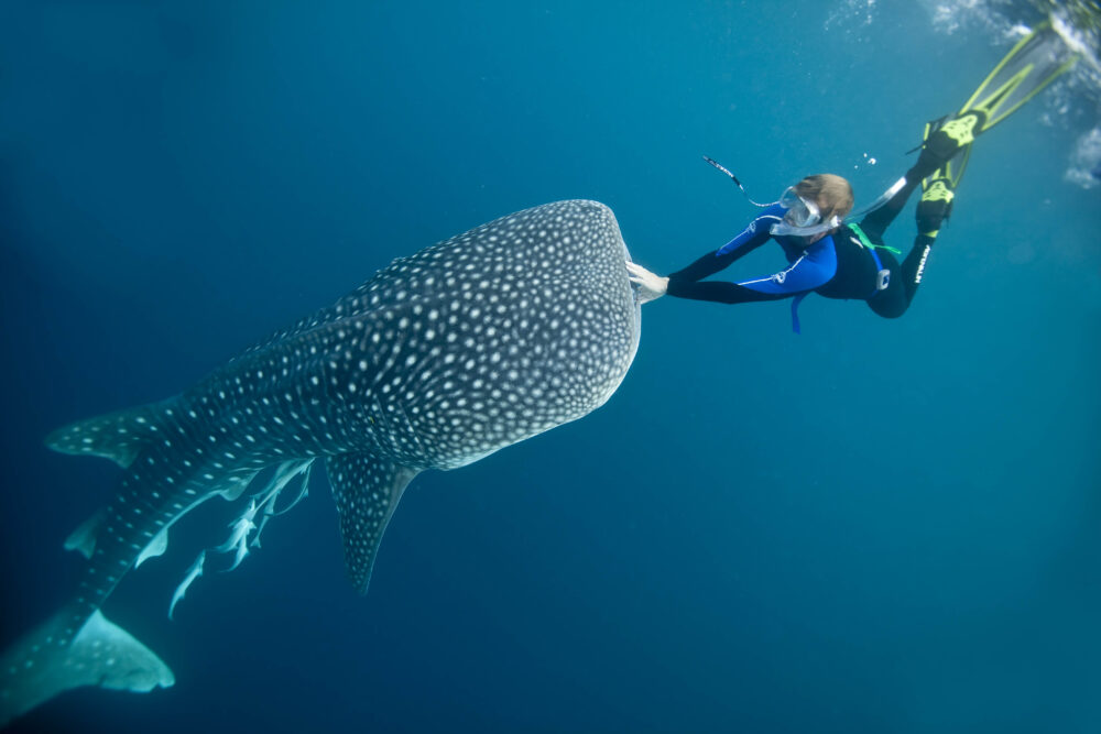 Where the whale sharks are: New research reveals secrets of world’s