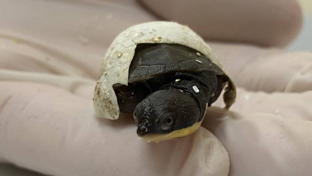 Mating success for Manning River turtles Australian Geographic