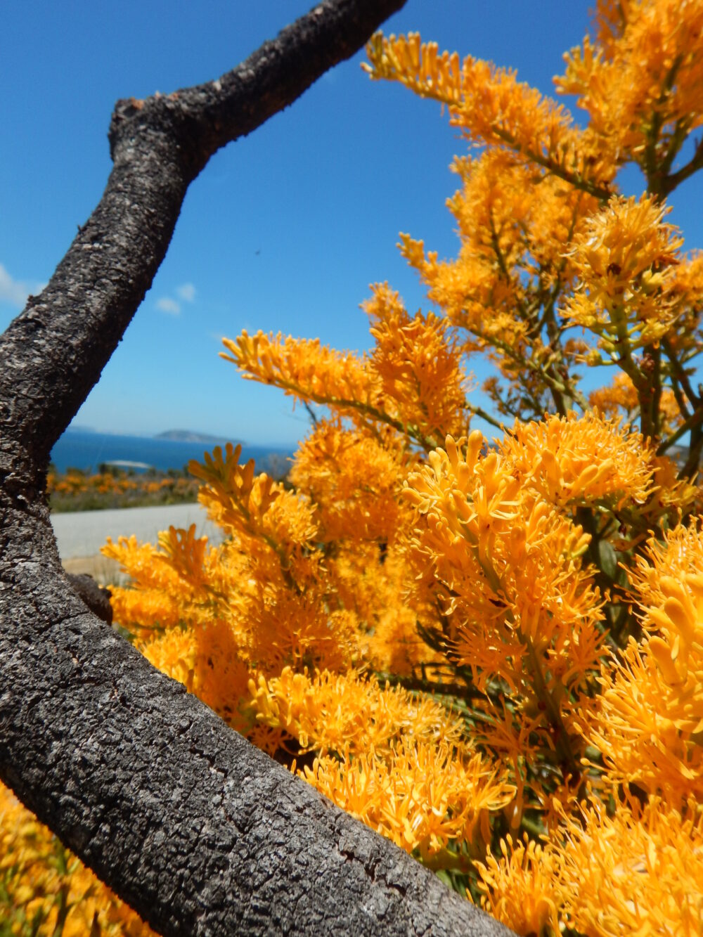 Australia's native Christmas tree is a gift that keeps on giving