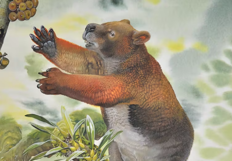 How did giant, tree-climbing ‘drop bears’ grow so BIG in Australia?