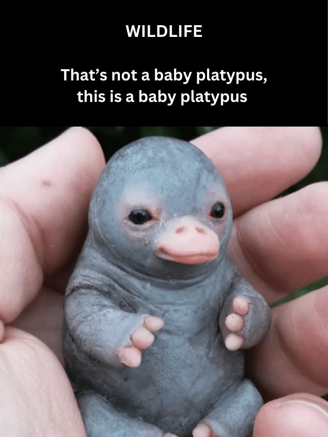 Image for article: That’s not a baby platypus, this is a baby platypus