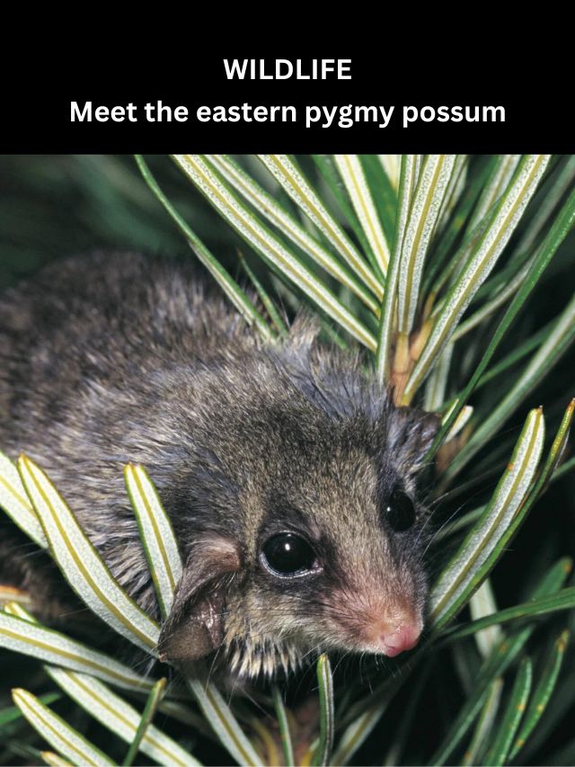Image for article: Meet the eastern pygmy possum