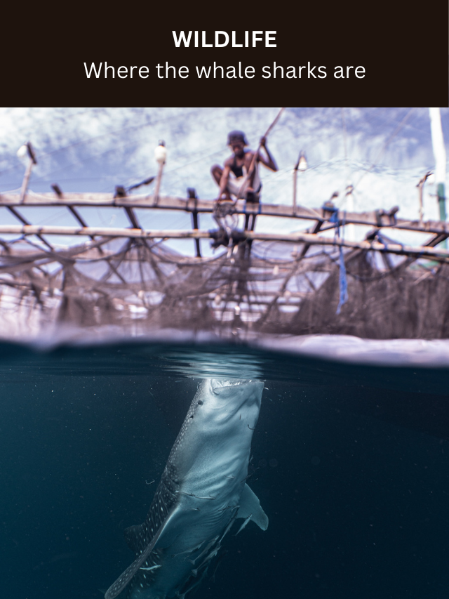 Where the whale sharks are: New research reveals secrets of world’s biggest fish