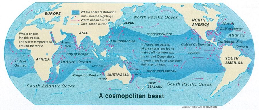 Where the whale sharks are: New research reveals secrets of world’s