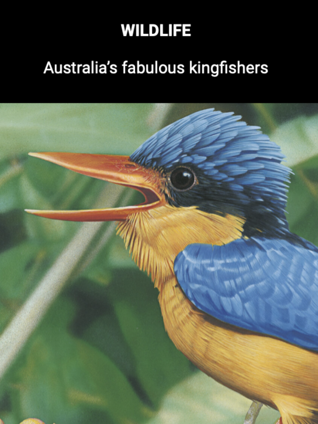 Image for article: Australia’s fabulous kingfishers