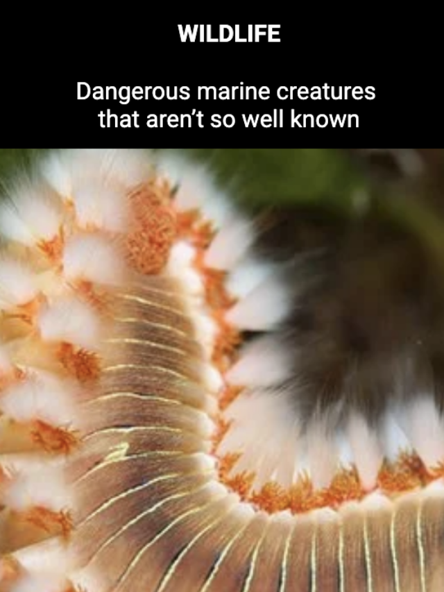 Image for article: Dangerous marine creatures that aren’t so well known