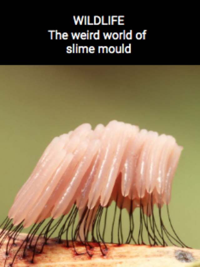 Image for article: The weird and wacky world of slime moulds